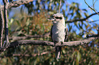sitting Laughing Kookaburra
