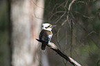 Laughing Kookaburra