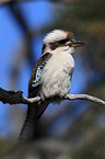 sitting Laughing Kookaburra