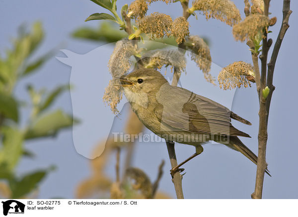 Laubsnger / leaf warbler / SO-02775