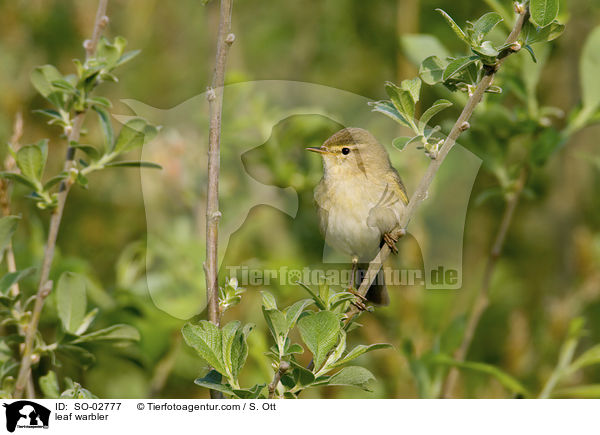 leaf warbler / SO-02777