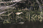 least bittern