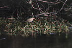 least bittern
