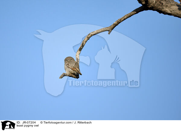least pygmy owl / JR-07204