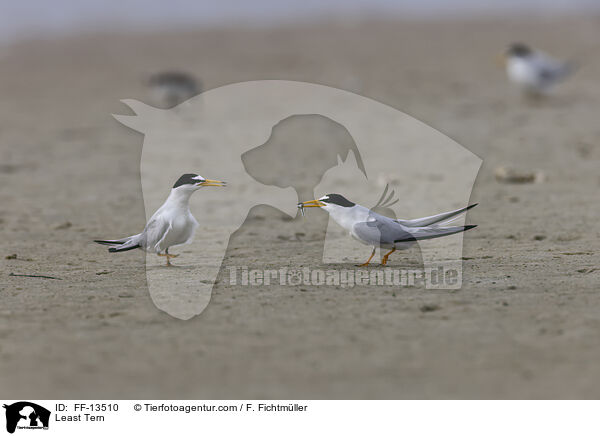 Amerikanische Zwergseeschwalbe / Least Tern / FF-13510