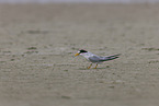 Least Tern