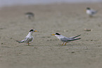 Least Tern
