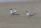 Least Tern