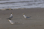 Least Tern