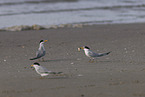 Least Tern