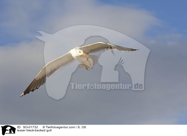 lesser black-backed gull / SO-01732