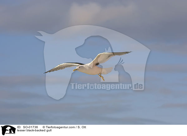 Heringsmwe / lesser black-backed gull / SO-01736