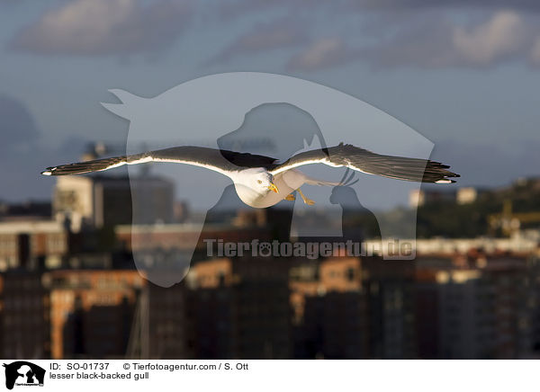 Heringsmwe / lesser black-backed gull / SO-01737