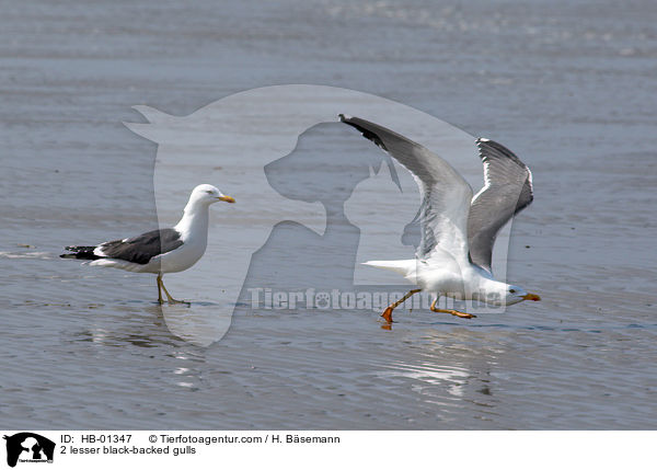 2 Heringsmwen / 2 lesser black-backed gulls / HB-01347