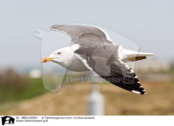 Heringsmwe / lesser black-backed gull / MBS-05880