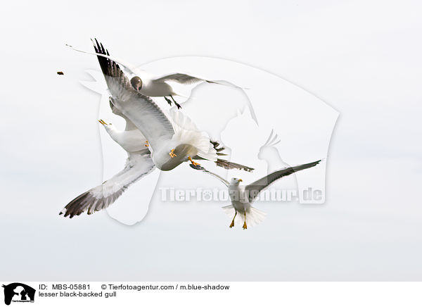 Heringsmwe / lesser black-backed gull / MBS-05881