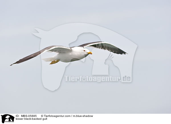 Heringsmwe / lesser black-backed gull / MBS-05885