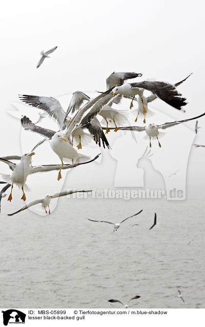 Heringsmwe / lesser black-backed gull / MBS-05899