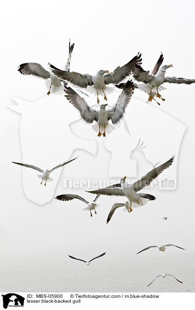 Heringsmwe / lesser black-backed gull / MBS-05900