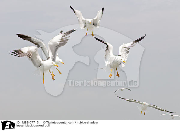 Heringsmwe / lesser black-backed gull / MBS-07715