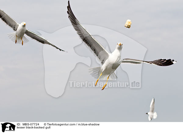 Heringsmwe / lesser black-backed gull / MBS-07724