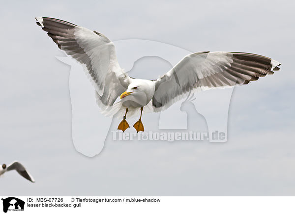 Heringsmwe / lesser black-backed gull / MBS-07726
