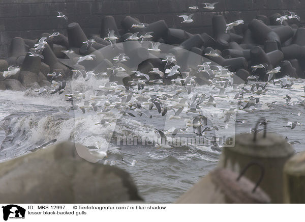 lesser black-backed gulls / MBS-12997