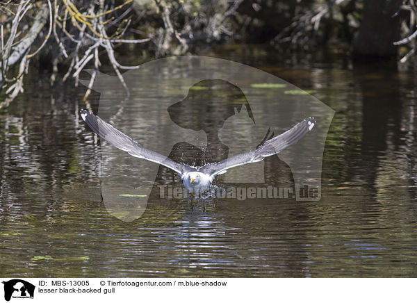 lesser black-backed gull / MBS-13005