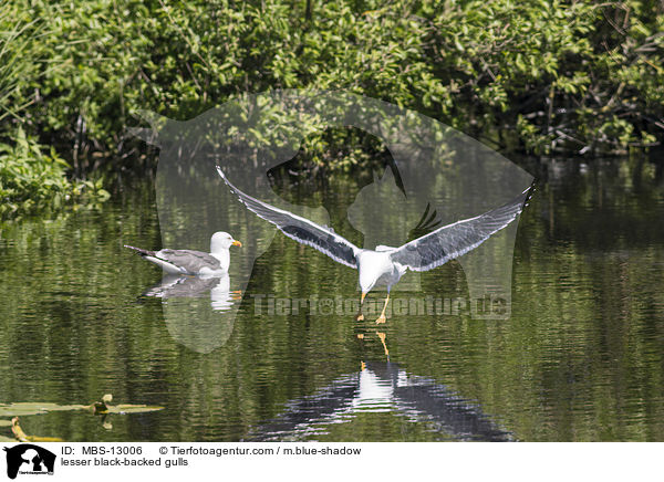 lesser black-backed gulls / MBS-13006