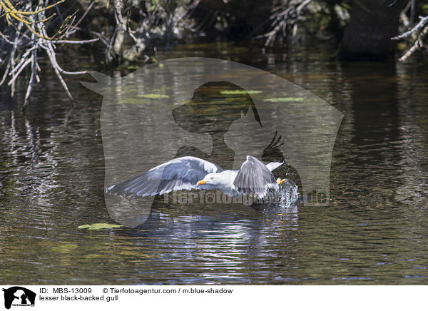 Heringsmwe / lesser black-backed gull / MBS-13009
