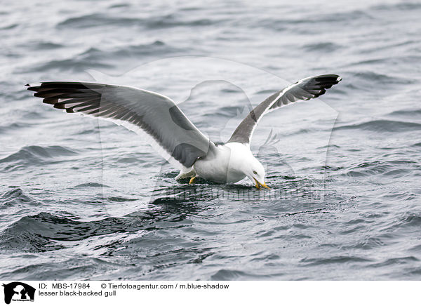 Heringsmwe / lesser black-backed gull / MBS-17984