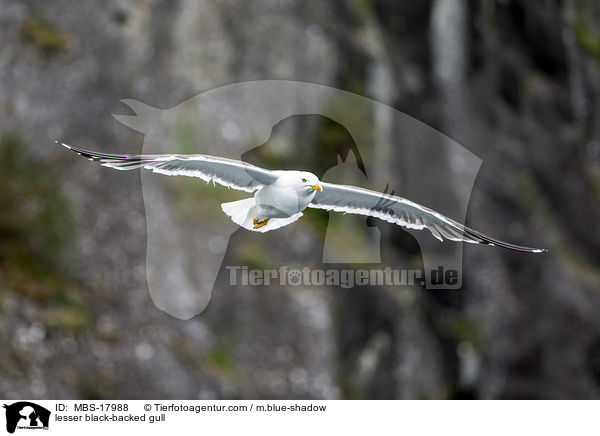 Heringsmwe / lesser black-backed gull / MBS-17988