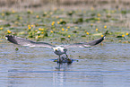 lesser black-backed gull