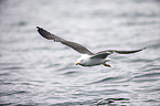 lesser black-backed gull
