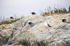 lesser black-backed gulls