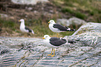 lesser black-backed gulls