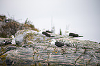lesser black-backed gulls