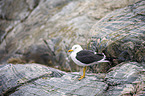 lesser black-backed gull