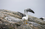 lesser black-backed gull