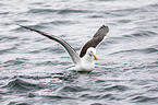 lesser black-backed gull