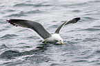 lesser black-backed gull