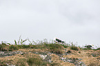 lesser black-backed gulls