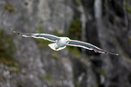 lesser black-backed gull