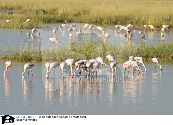 Zwergflamingos / lesser flamingos / HJ-01618