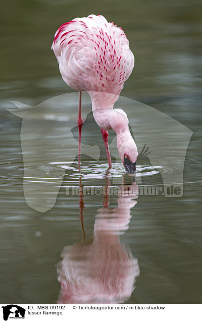Zwergflamingo  / MBS-09192