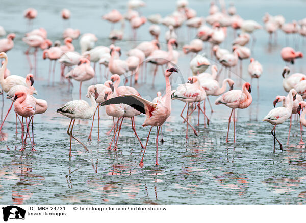 Zwergflamingos / lesser flamingos / MBS-24731