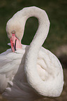 lesser flamingo