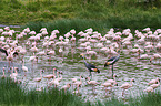 lesser flamingos