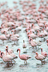 lesser flamingos