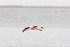 lesser flamingo